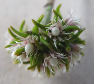 Eustegia minuta, photographed by douglaseustonbrown