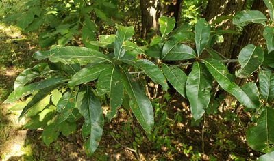 Quercus imbricaria, photographed by aarongunnar