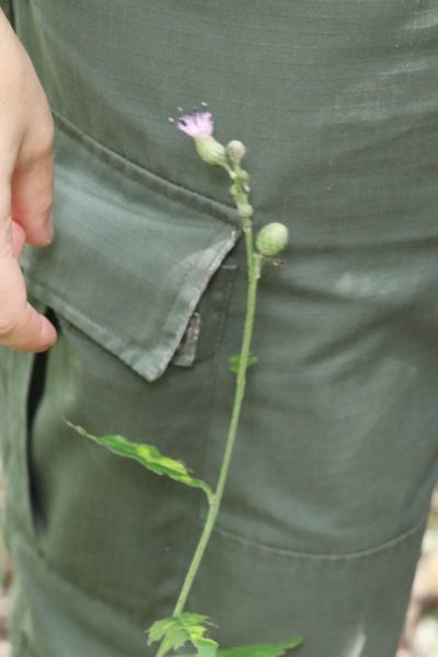 Saussurea grandifolia, photographed by Nina Filippova