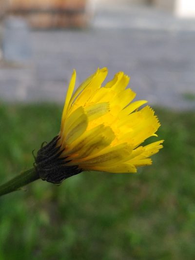 Tolpis staticifolia, photographed by Yves Bas
