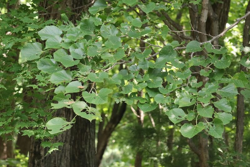 Tilia mandshurica, photographed by Nina Filippova