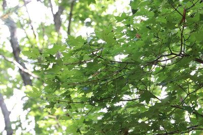 Acer pictum, photographed by Nina Filippova