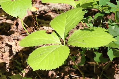 Chloranthus quadrifolius, photographed by Nina Filippova