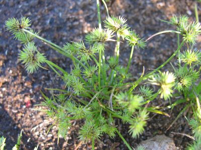 Isolepis hystrix, photographed by douglaseustonbrown