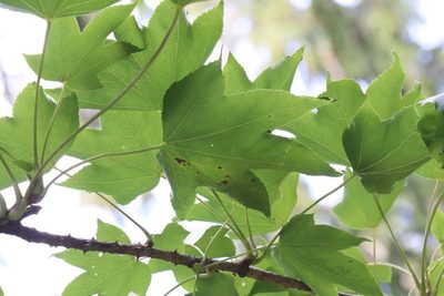 Kalopanax septemlobus, photographed by Nina Filippova
