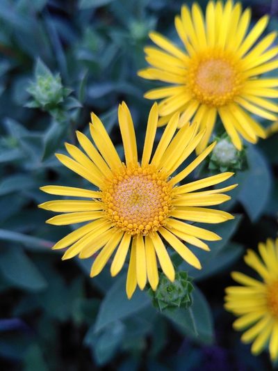 Pentanema spiraeifolium, photographed by Yves Bas