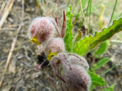 Hermannia grandistipula, photographed by Peter Warren