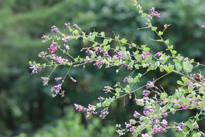 Lespedeza bicolor, photographed by Nina Filippova