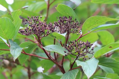 Cornus alba, photographed by Nina Filippova