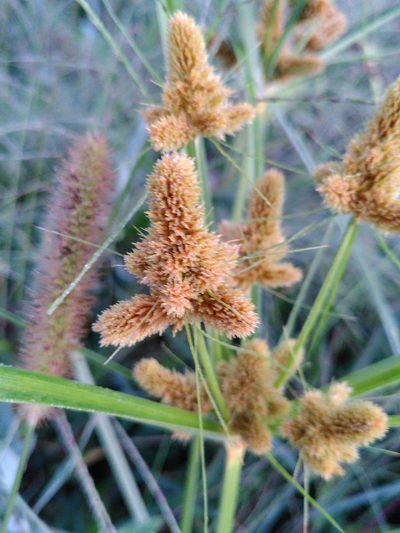 Cyperus glomeratus, photographed by Yves Bas