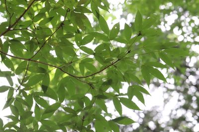 Acer mandshuricum, photographed by Nina Filippova