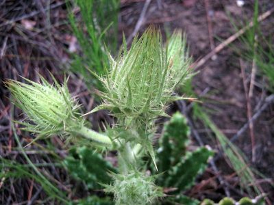 Berkheya carlinoides, photographed by Di Turner