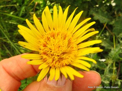 Berkheya maritima, photographed by Peter Warren