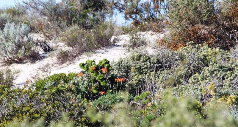 Aloe arenicola, photographed by Tony Rebelo