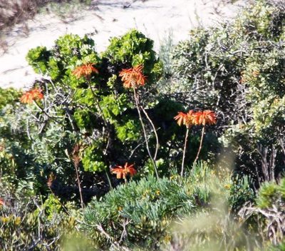 Aloe arenicola, photographed by Tony Rebelo