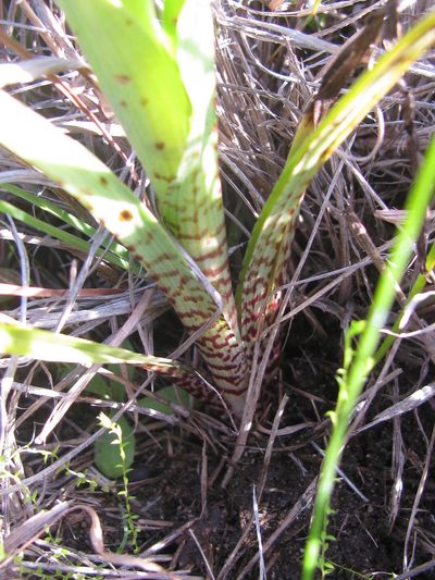 Corycium bicolorum, photographed by douglaseustonbrown