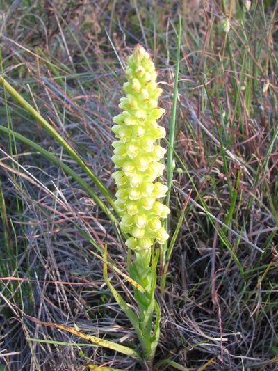 Corycium bicolorum, photographed by douglaseustonbrown