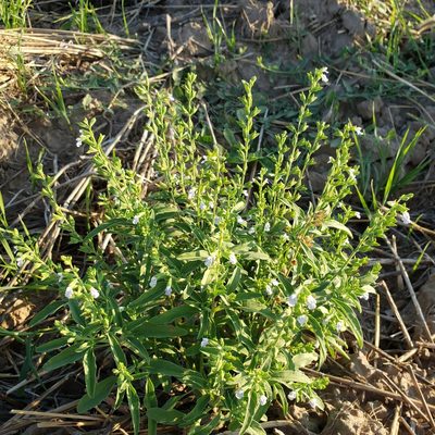 Salvia reflexa, photographed by Robert Hoard