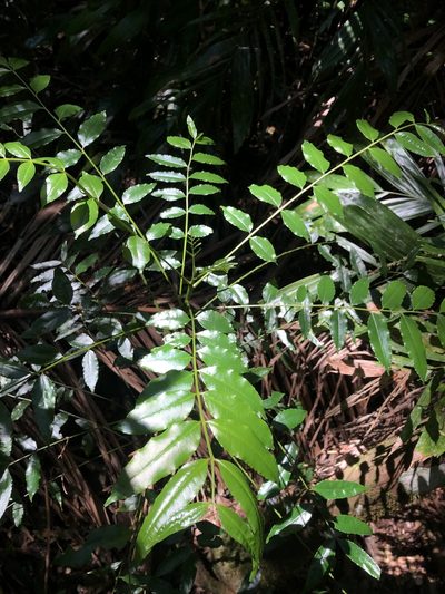 Zanthoxylum brachyacanthum, photographed by Samuel Frankel