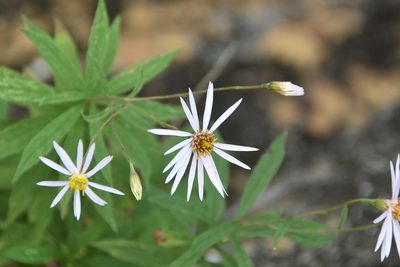 Oclemena nemoralis, photographed by Jay Pruett
