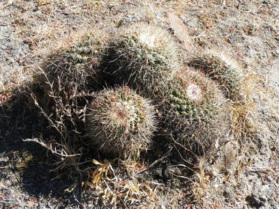 Mammillaria wagneriana, photographed by amantedarmanin
