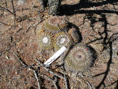 Mammillaria wagneriana, photographed by amantedarmanin