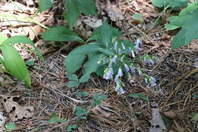 Adenophora pereskiifolia, photographed by Nina Filippova