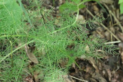 Asparagus schoberioides, photographed by Nina Filippova