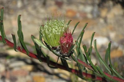 Leucospermum saxatile, photographed by Brian du Preez