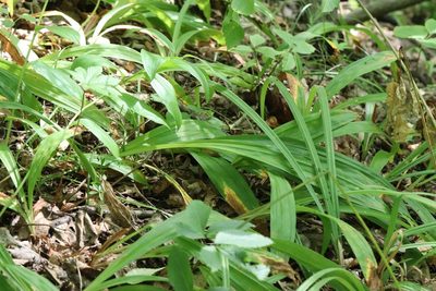 Carex siderosticta, photographed by Nina Filippova