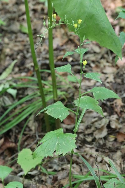 Lactuca triangulata, photographed by Nina Filippova