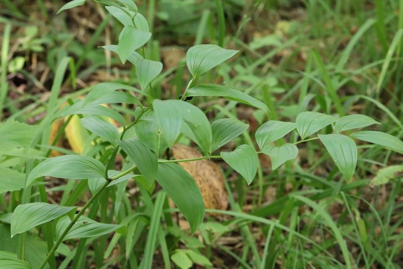 Disporum viridescens, photographed by Nina Filippova