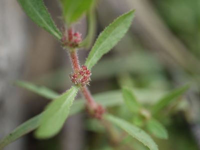 Bergia ammannioides, photographed by Dinesh Valke