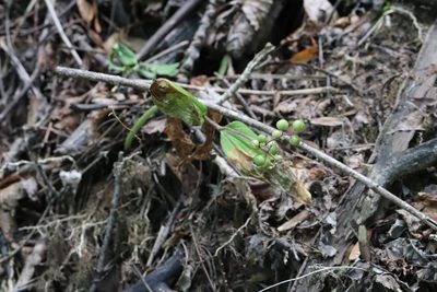 Maianthemum japonicum, photographed by Nina Filippova