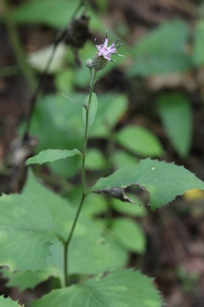 Saussurea grandifolia, photographed by Nina Filippova