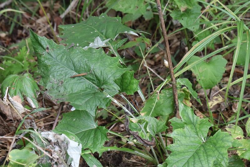 Synurus deltoides, photographed by Nina Filippova