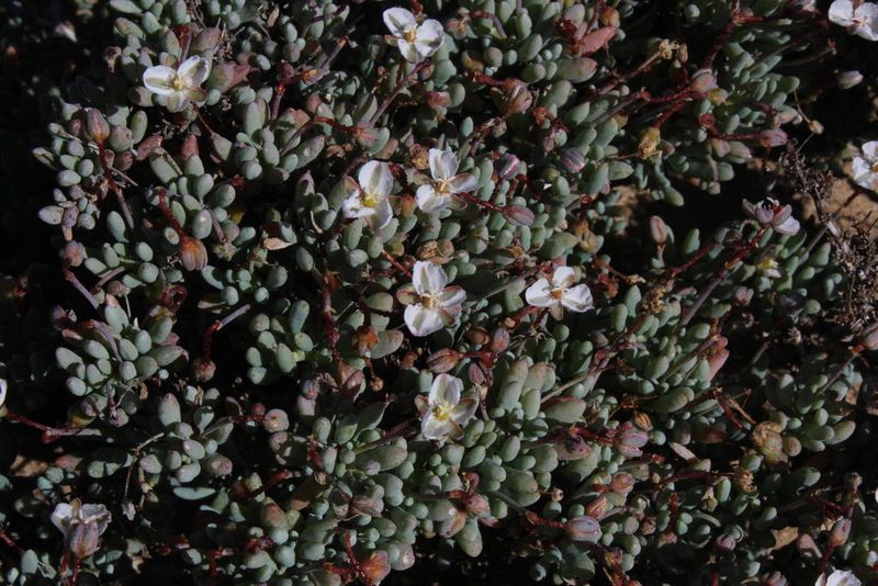 Kewa angrae-pequenae, photographed by Tony Rebelo