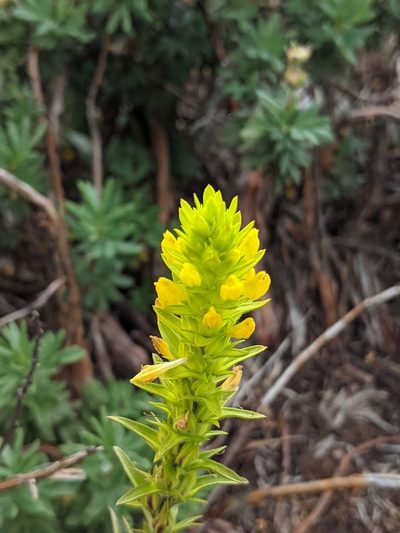 Orthocarpus luteus, photographed by Alan Prather