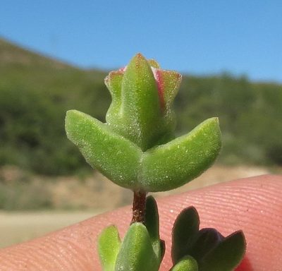 Drosanthemum praecultum, photographed by Brian du Preez