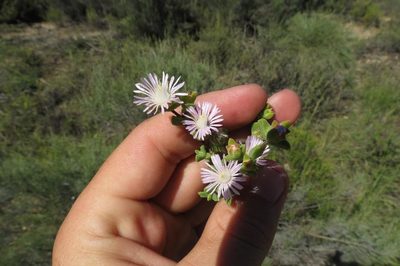 Drosanthemum praecultum, photographed by Brian du Preez