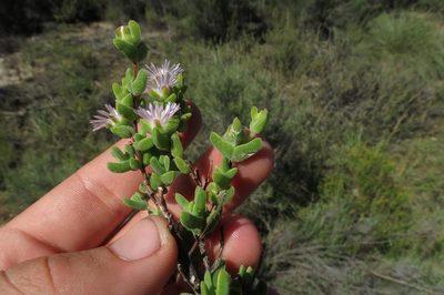 Drosanthemum praecultum, photographed by Brian du Preez