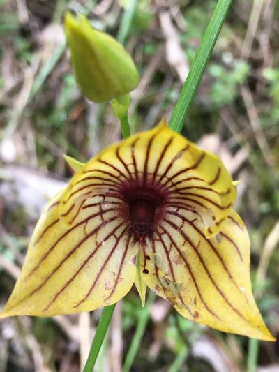 Telipogon nervosus, photographed by margaritarestrepou