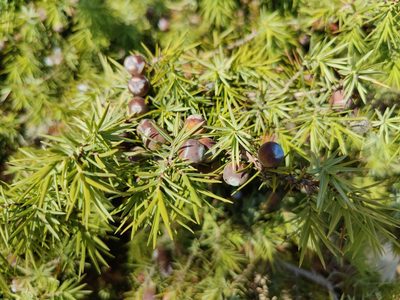 Juniperus deltoides, photographed by Paul Braun