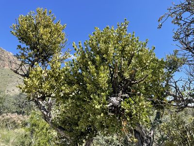 Phoradendron coryae, photographed by lejones417