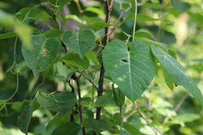 Cynanchum rostellatum, photographed by Nina Filippova