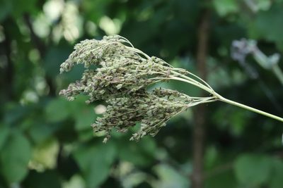 Filipendula digitata, photographed by Nina Filippova