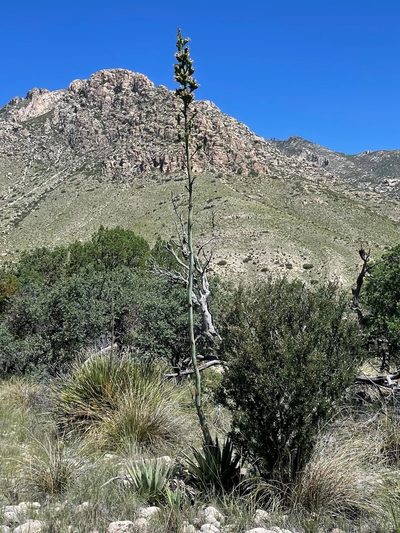 Agave gracilipes, photographed by lejones417