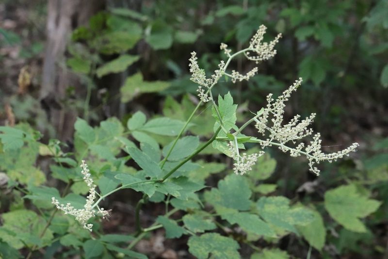 Actaea dahurica, photographed by Nina Filippova
