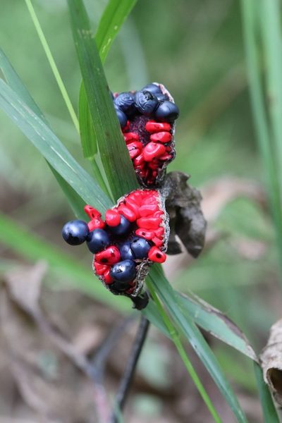Paeonia obovata, photographed by Nina Filippova