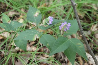 Vicia unijuga, photographed by Nina Filippova